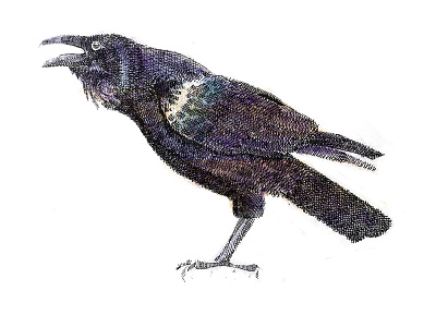 Caw Caw Caw - Remix animals bird crosshatch crow digital editorial illustration