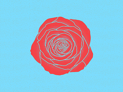 Rose design graphic design illustration