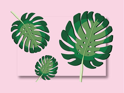 Monstera Leaves adobe illustrator botanical illustration design floral graphic design illustration leaf monstera vector