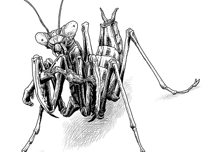 Preying Mantis black and white bugs drawing illustration insect mantis