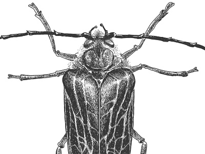 Huhu Beetle huhu illustration insect nz photoshop