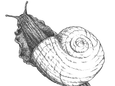 Land Snail illustration insect