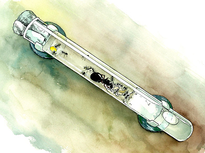 Test Tube Formicarium