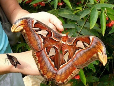 Alexandra Butterfly of Oro province, Papua New Guinea