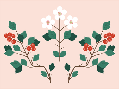 Hawthorn Berries & Blooms