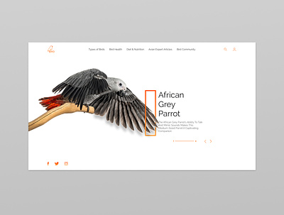 Bird appdesign art behance bhfyp bird birds creative design designinpiration dribbble graphic design illustrator ui uiux userexperience userinterface ux uxdesign webdesign webdesigner