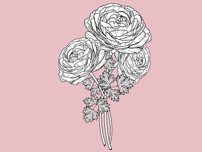 Ranunculus Bunch botanical design digital design floral graphic design illustration logo merchandise minimal outline simple