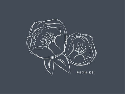 Peonies Sketch