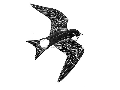 Inktober: Swift bird illustration ink inktober ipadpro procreate swift