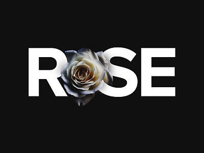 Rose black design rose typography visual white