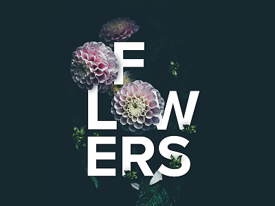Flowers design flowers photos type typography unsplash visual