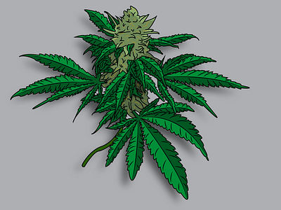 Cannabis Plant design illustration vector