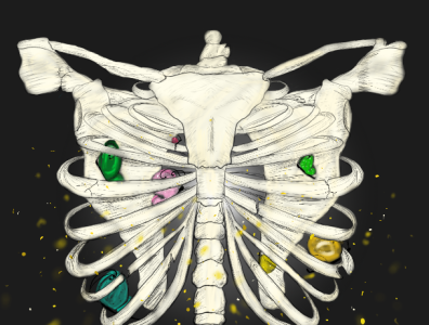 Butterfly Ribcage design illustration