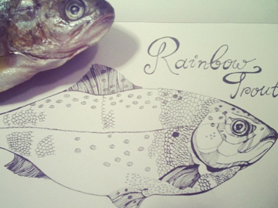 Rainbow Trout graphics marushabelle sketch