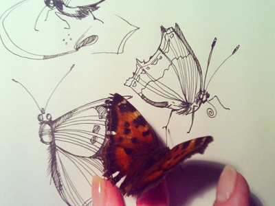 Butterfly butterfly graphics marushabelle nature sketch