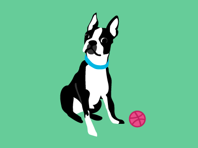 Let's play! boston terrier debut derp dog illustration