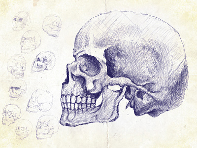 Skull illustration drawing illustration skull
