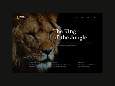 UI Daily - The King of the Jungle animal banner designer graphics inspiration jungle lion nationalgeographic ngc ui uidesign uidesigner