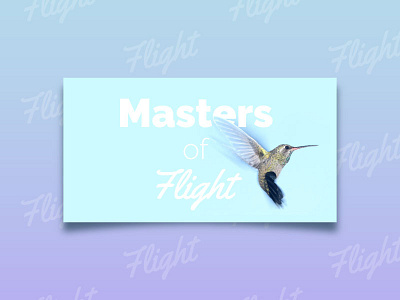 Masters Of Flight flight hummingbirds mastersofflight