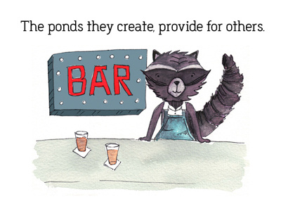 Ponds They Create Raccoon Bar082017 bar ecosystem illustration shop owner watercolor wmcfest8