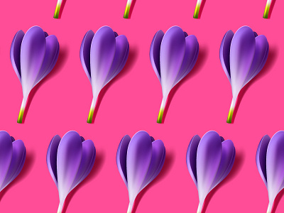 Crocus background