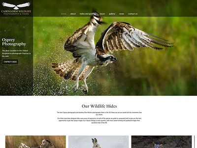 Wildlife Photography website design design illustration web design website