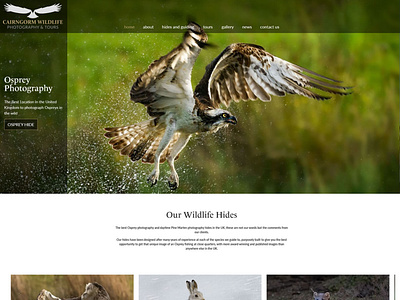 Wildlife Photography website design