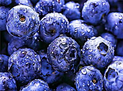 Blueberries illustration