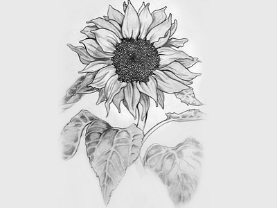 Sunflower bic pen drawing graphite sunflower