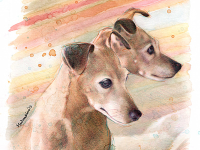 Italian greyhound portrait acuarela italian greyhound mentiradeloro pencil portrait retrato watercolor watercolour