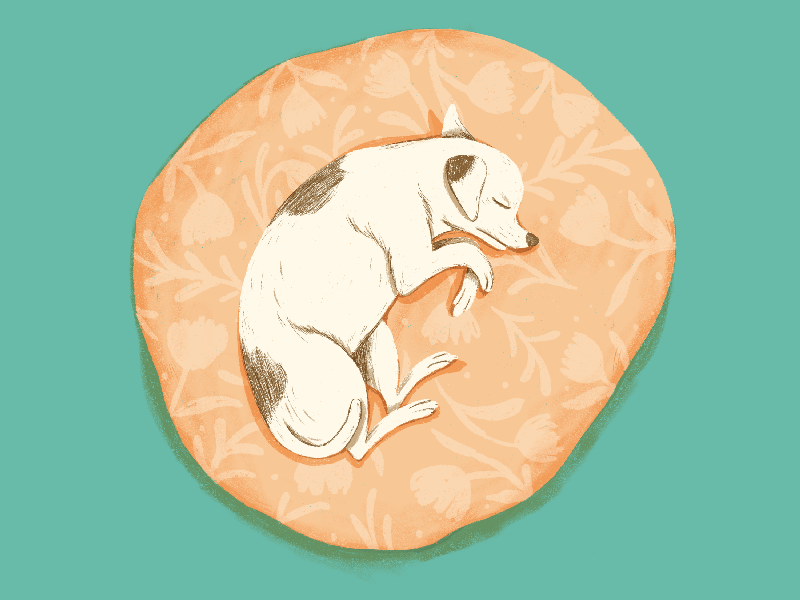 Dreaming dog gif illustration procreate