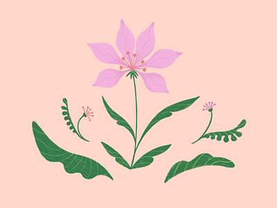 Butterfly Flower colors flowers illustration pattern design procreateapp