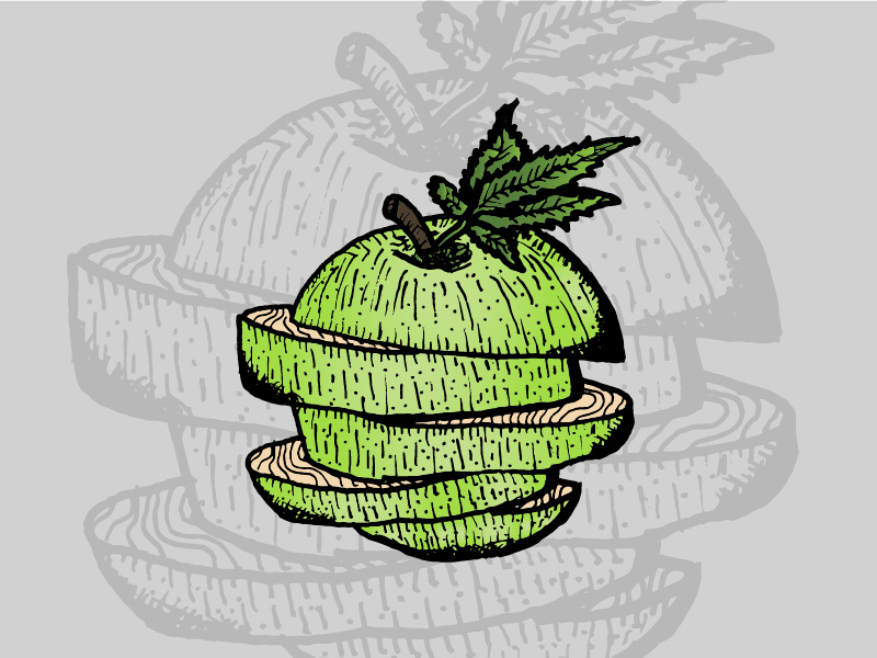 Green Apple • Strain Illustrations hand drawn gradient illustration slice cut leaf stem colorado cannabis fruit