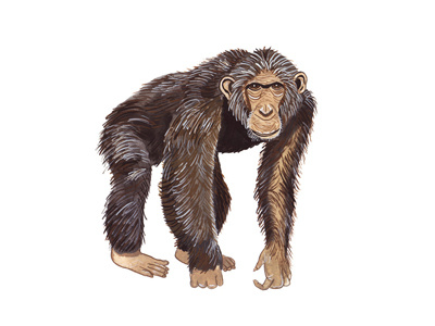 Chimpanzee chimp chimpanzee gouache illustration