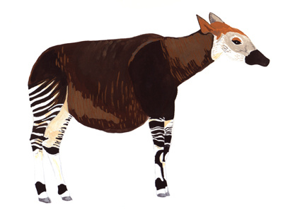 Okapi