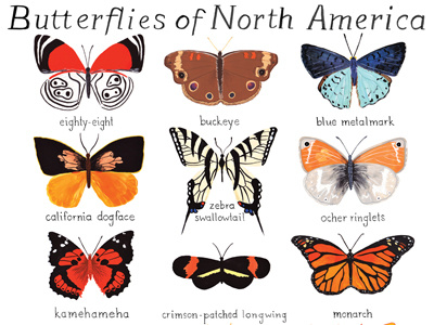 Butterflies Of North America butterflies insects north america paint