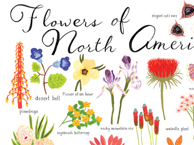 Flowers Of North America 400x300