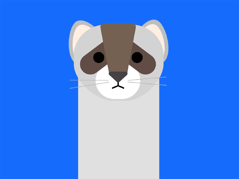 Ferret Pop n' Twitch animal animation blink ears face ferret flat motion nose whiskers wild wildlife
