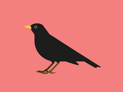 Common blackbird graphicdesign illustration nature