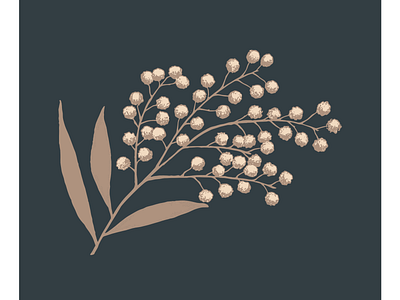 Bronze Wattle botanical illustration vector