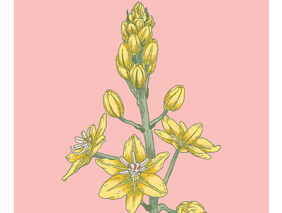 Botanical illustration - Australian native Bulbine bulbosa botanical illustration vector