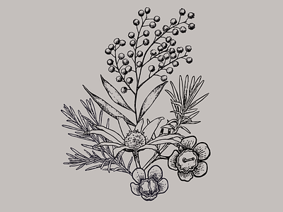 Botanical illustration botanical illustration vector
