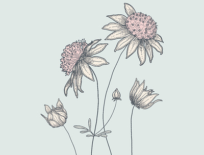 Australian Native Flannel Flowers botanical design illustration vector
