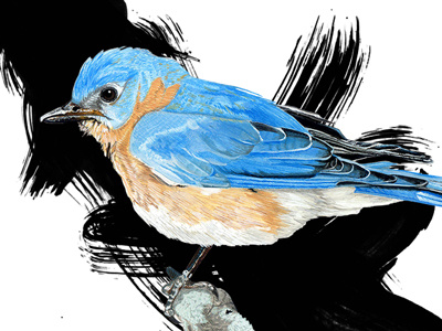 Eastern Bluebird bird illustration