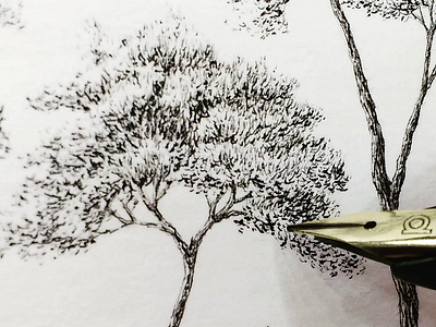 Scots Pine Tree Detail art drawing fine art fountain pen illustration ink leaves pen pen and ink scots pine sketch tree