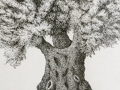 Olive Tree Detail art drawing fine art fountain pen illustration ink leaves olive tree pen pen and ink sketch tree
