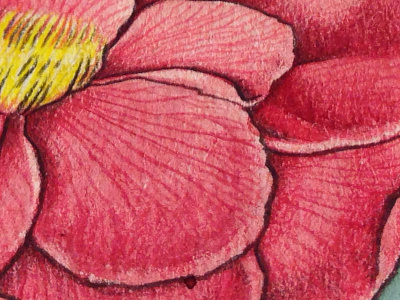 Rose • pencils on paper artwork on paper botanicals experiments flowers illustration poppy rose