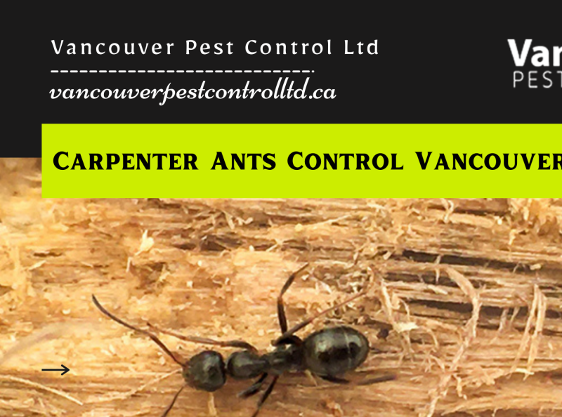 Effective Carpenter Ants Control Vancouver Vancouver Pest Cont by