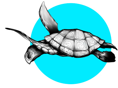 Turtle branding graphic design illustration logo