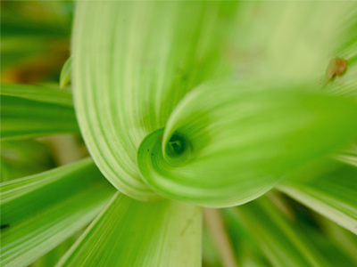 Twirl leaf macro twirl